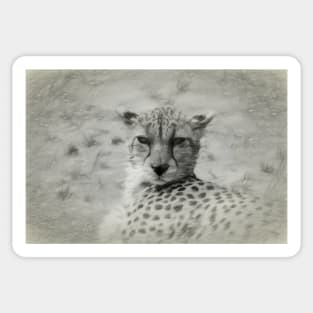 View of a female Cheetah's head Sticker